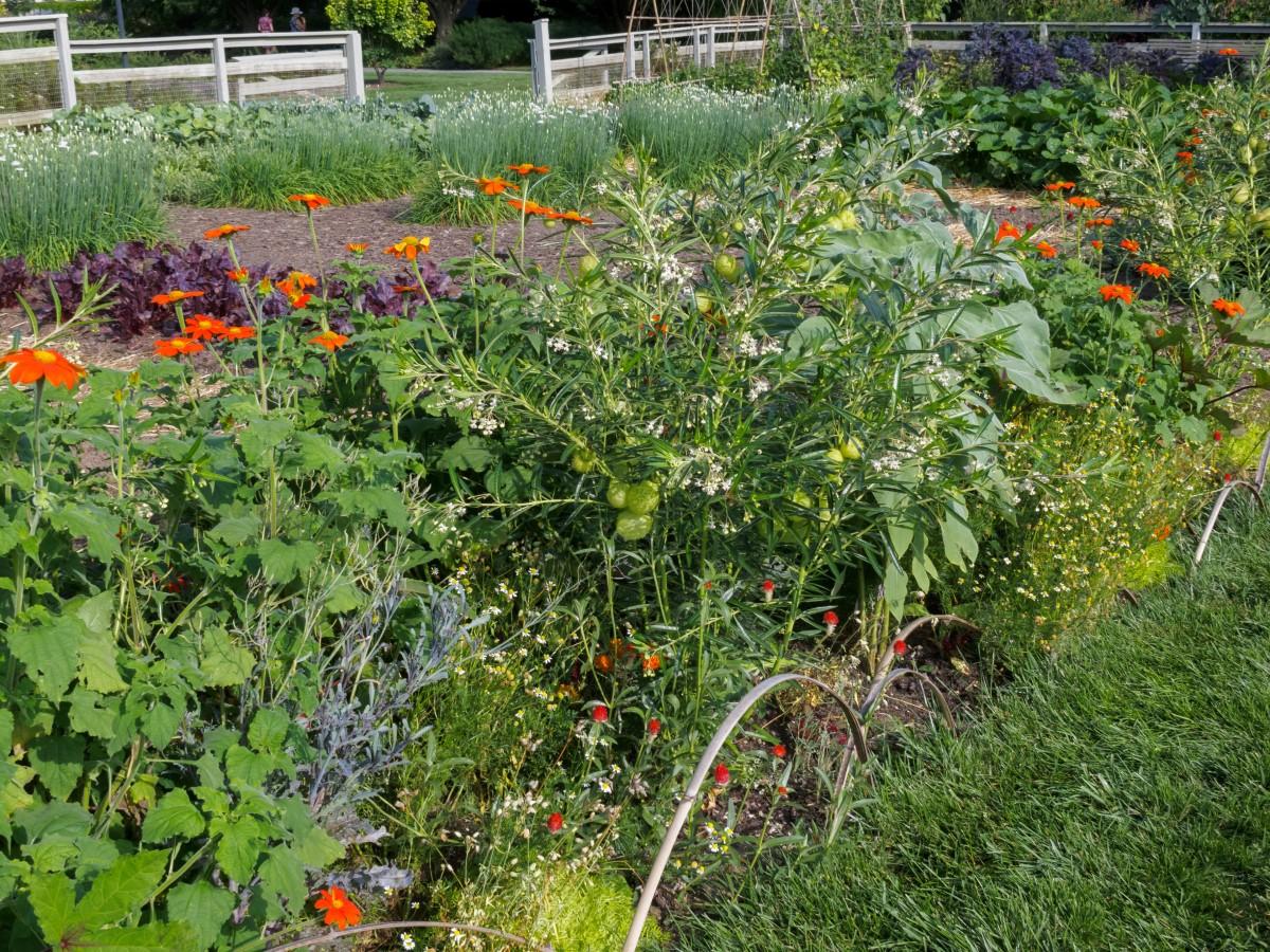 Several types of flowering annuals growing in a row alongside vegetable beds.