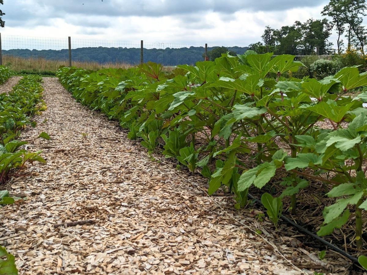 In a mulched vegetable plot, a long row of okra plants over a foot tall shades short young lettuce plants growing in the shadow of the okra’s foliage.