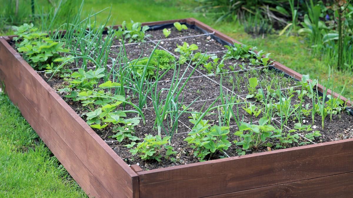 A raised bed about 1-foot high overlaid with string dividing the bed into a 3-by-6 grid of squares. A variety of young vegetable plants are growing in the bed, with some squares planted in the same pattern or mix of vegetables.
