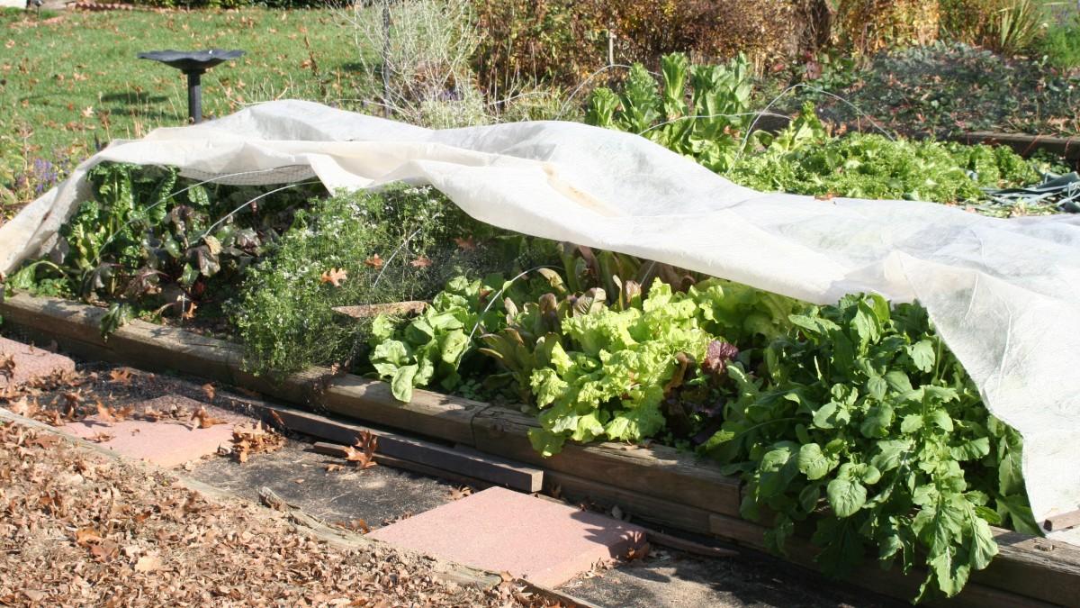 A low vegetable bed of mixed leafy greens, partially covered with white, thin row cover fabric that sits loosely on top of wire arches set among the plants.