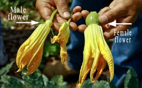 A person holds two male squash flowers with long flower stems and one female squash flower showing a very small developing fruit at the base of the petals.