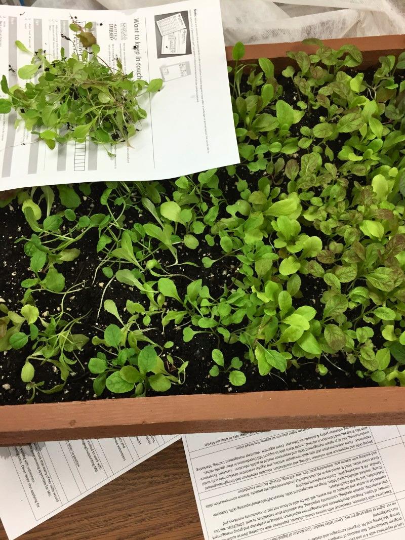  A salad box with abundant lettuce seedlings that are becoming crowded. A handful of seedlings were pulled out and placed on a piece of paper.
