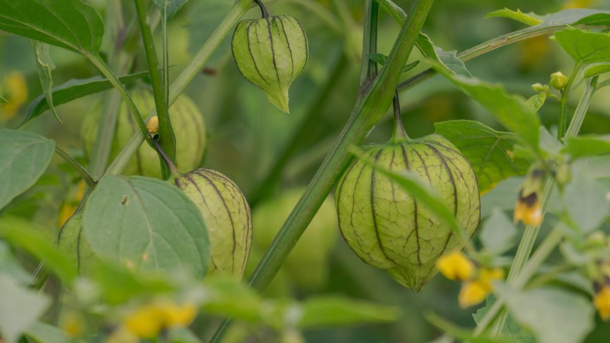 A close-up of balloon-like light green husks with dark purplish veins hanging on plant stems.
