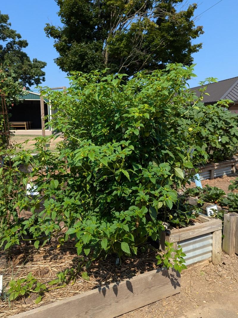 A bushy green plant about 5 feet tall growing in a raised bed in a vegetable garden.