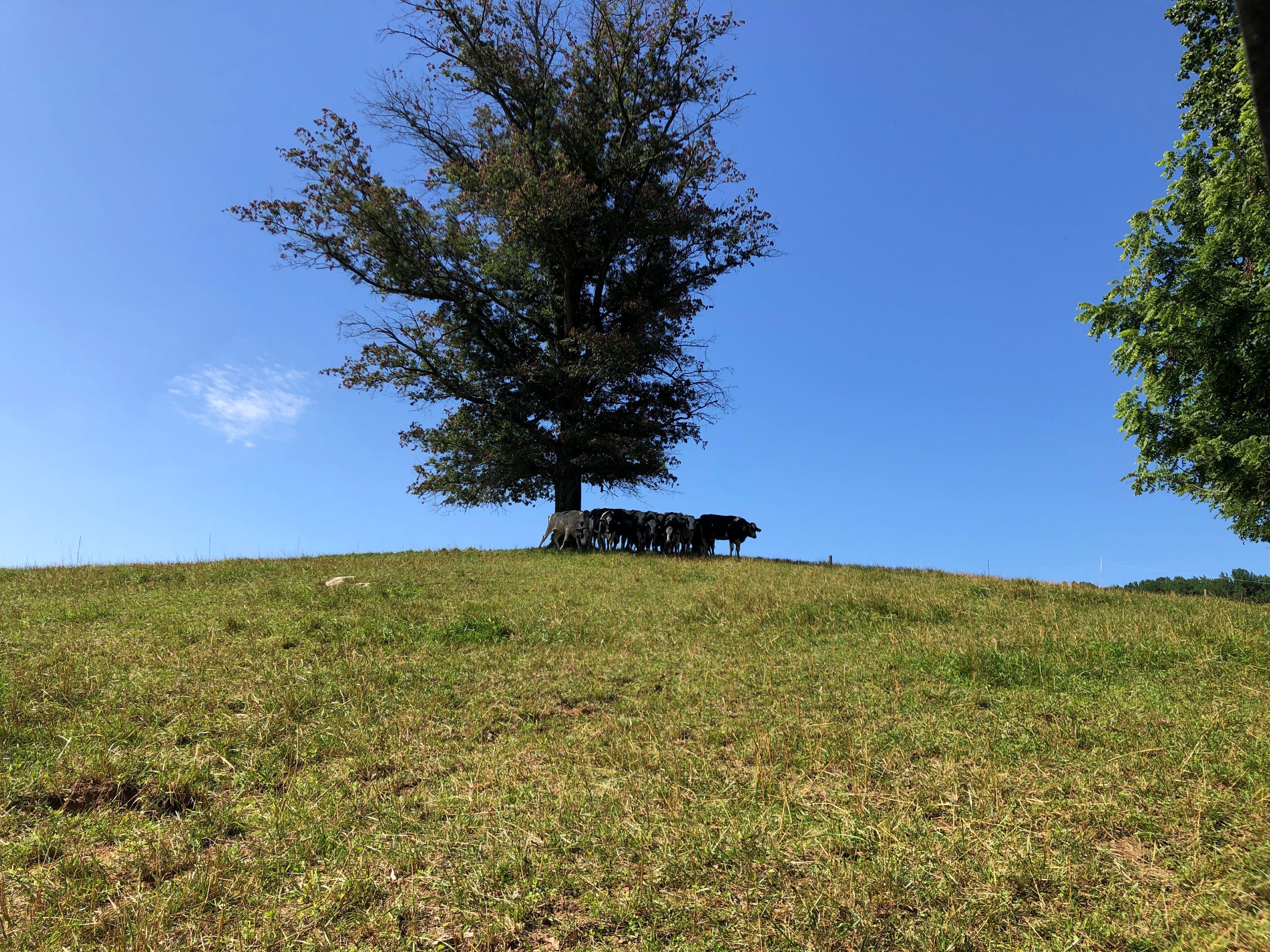 Cattle on pasture bunched together under a single shade tree