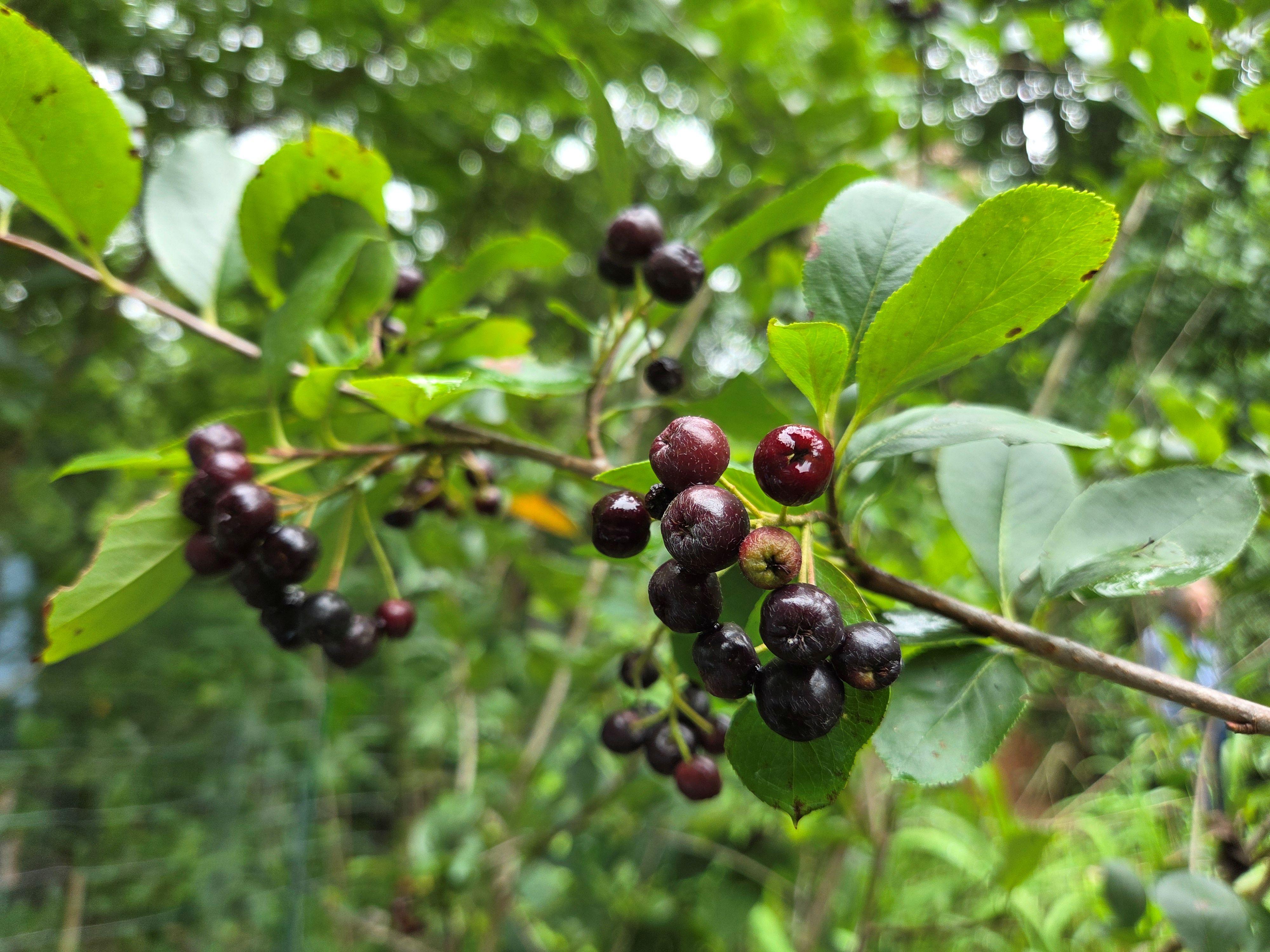 Black chokeberry