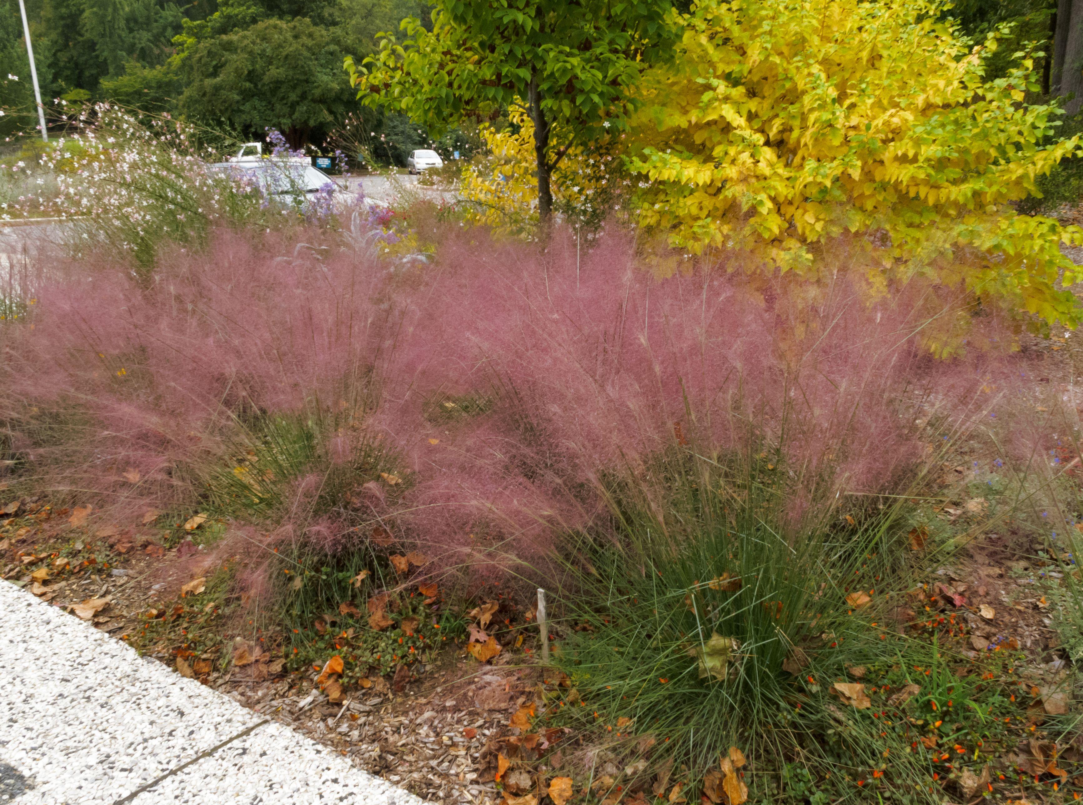 Muhlenbergia capillaris, pink muhly/hair grass