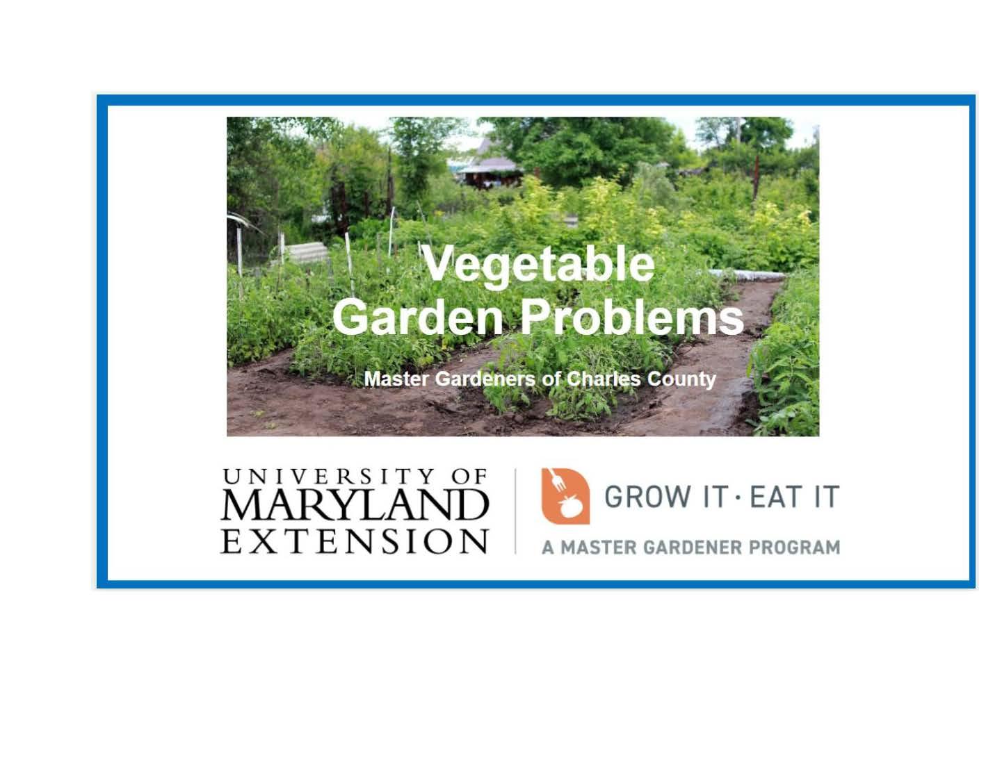 Rows of green, leafy vegetables in a large garden