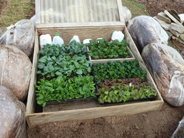 A low, wooden, bottomless box with a translucent plastic hinged lid covers trays of young vegetable plants.