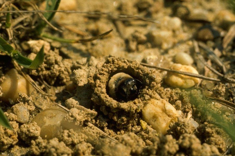 The head of a small bee poking out from a hole in a sandy ground with some grass amongst the edges of the photo.