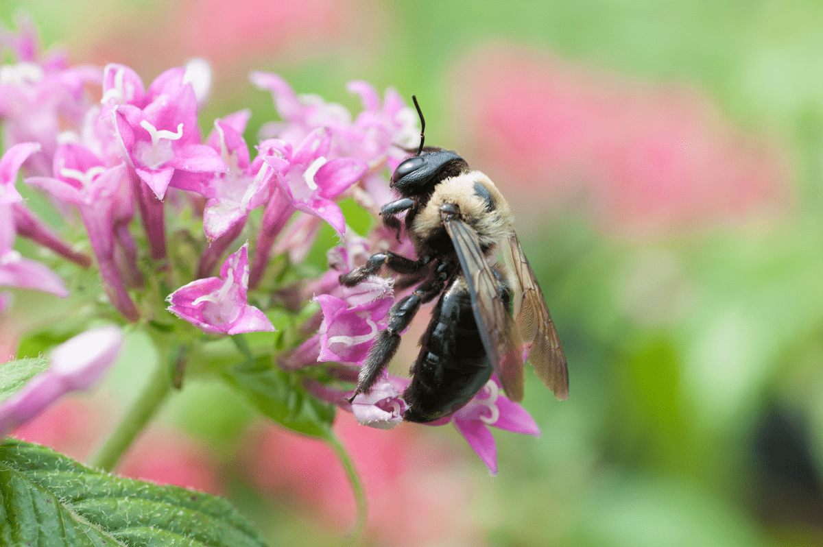close-up photograph captures a bumblebee collecting nectar