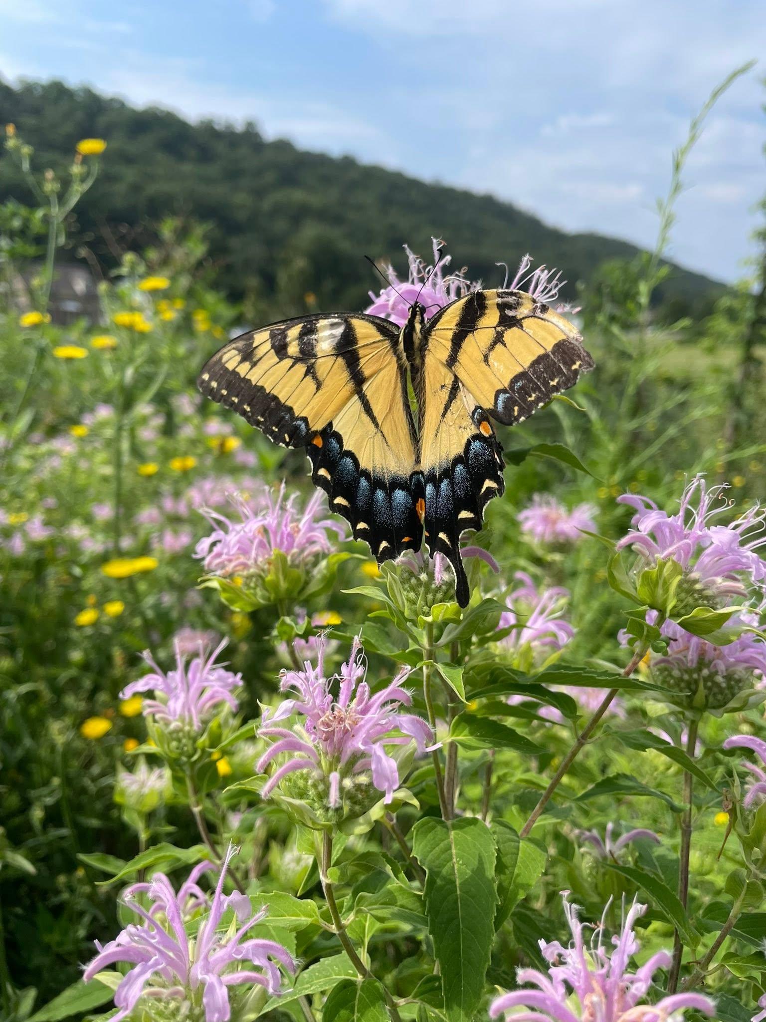 purple bee balm flower, greenery, and yellow swallowtail butterfly 