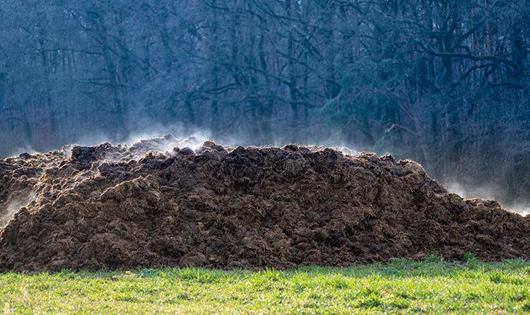 Large pile of manure or compost steaming in a grassy field, with a wooded area in the background on a cool morning.