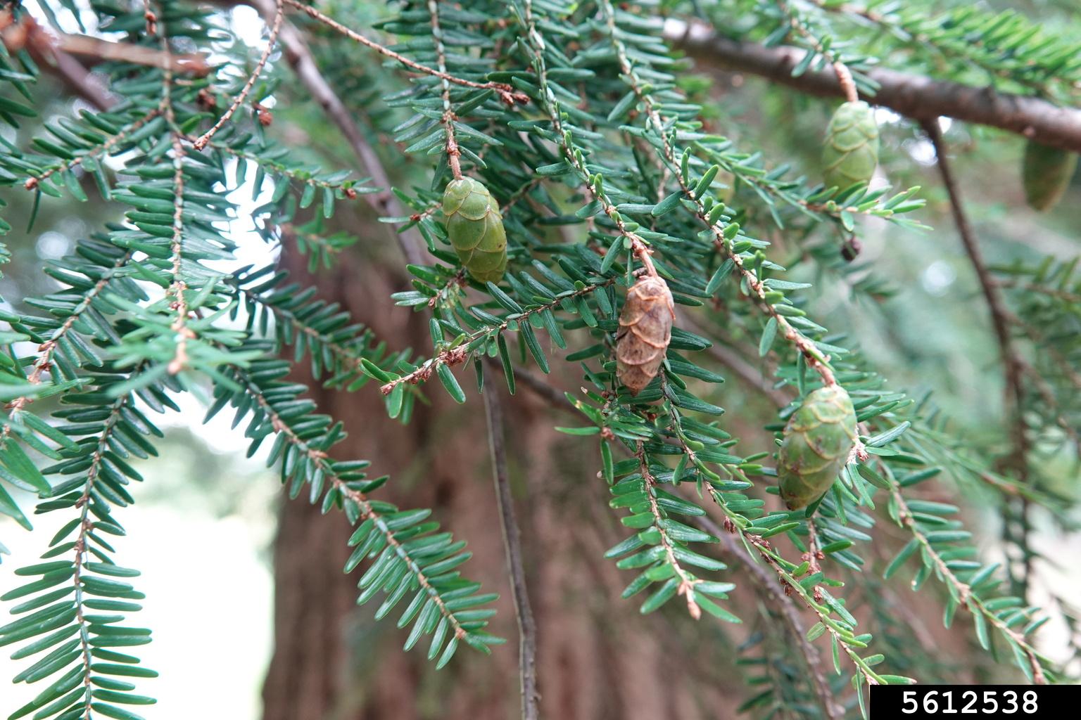 Small, dense cones and flat needles are characteristic of Eastern hemlock trees. Photo credit: Rebekah D. Wallace, University of Georgia, Bugwood.org