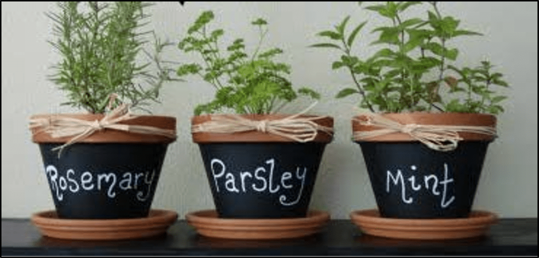Rosemary, parsley, mint growing in pots