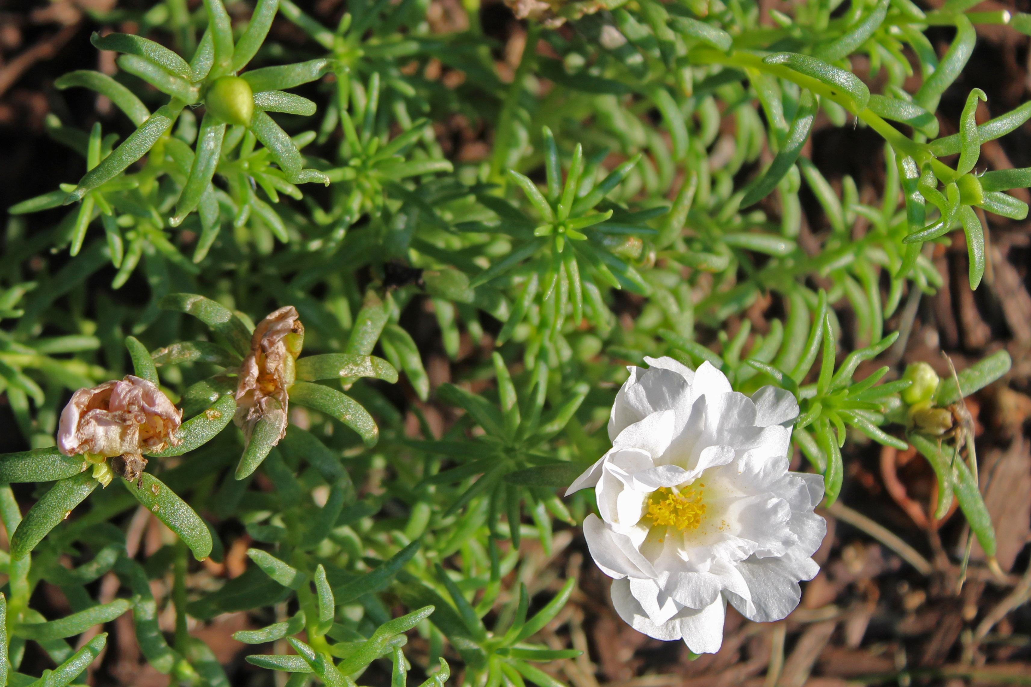 Portulaca Grandiflora succulent - green foliage with white flower