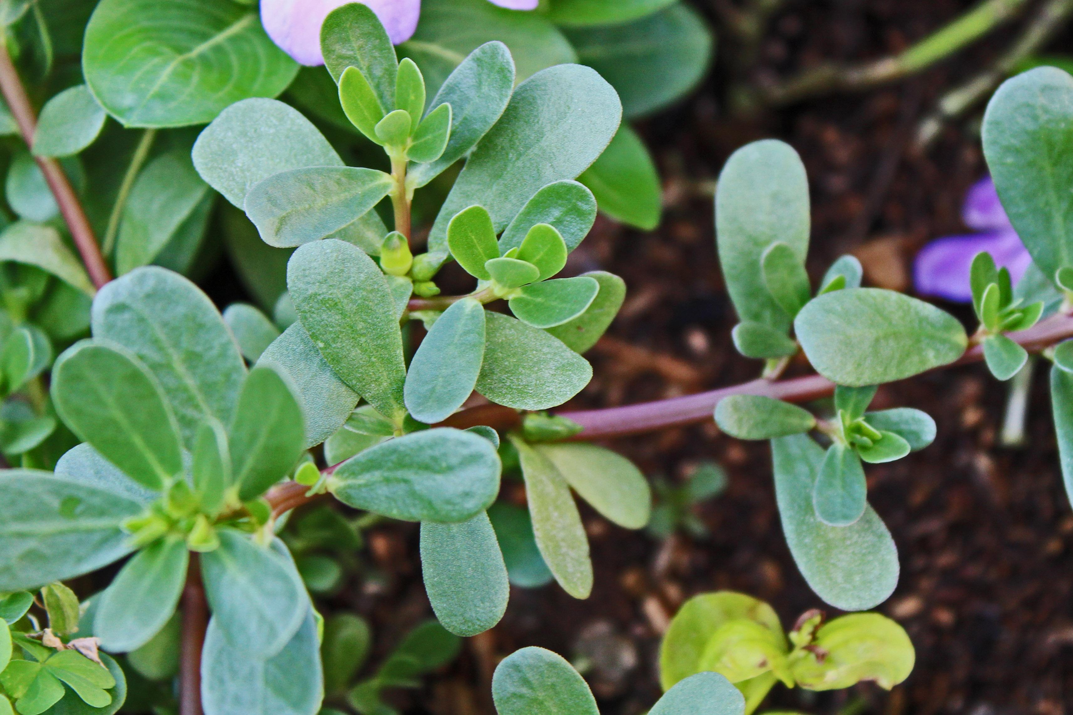 Portulaca Oleracea succulent plant showing green foliage