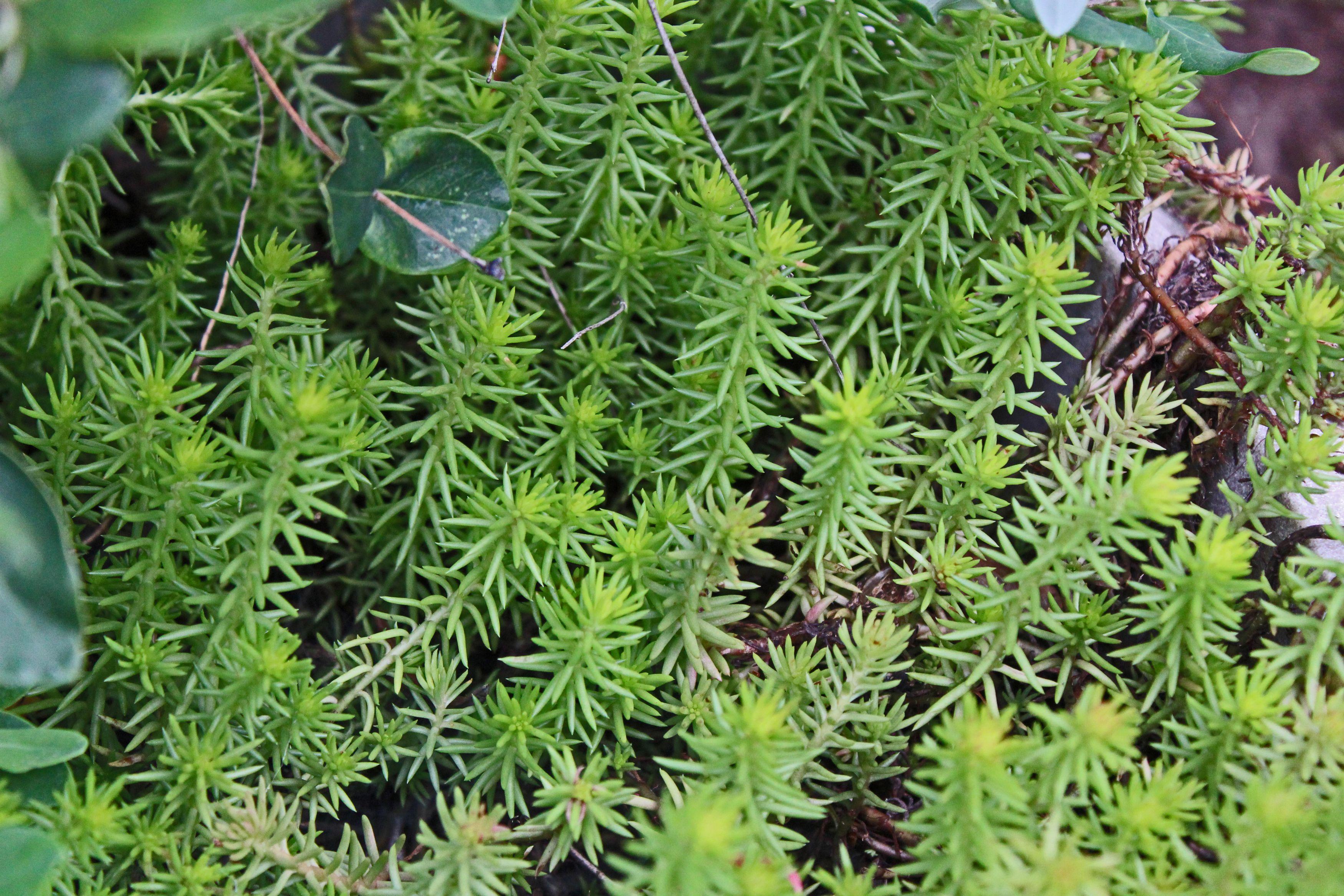 Sedum Reflexum plant showing green spikey foliage.