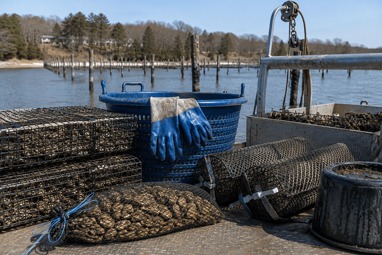 Blue rubber work gloves hang over the rim of a large blue plastic basket on a dock beside calm water. Oyster aquaculture equipment, including mesh bags filled with oysters, wire cages, and cylindrical oyster-growing tubes, is stacked in the foreground. Weathered wooden pilings extend across the water, with a tree-lined shoreline and a few houses visible in the background under a clear sky.