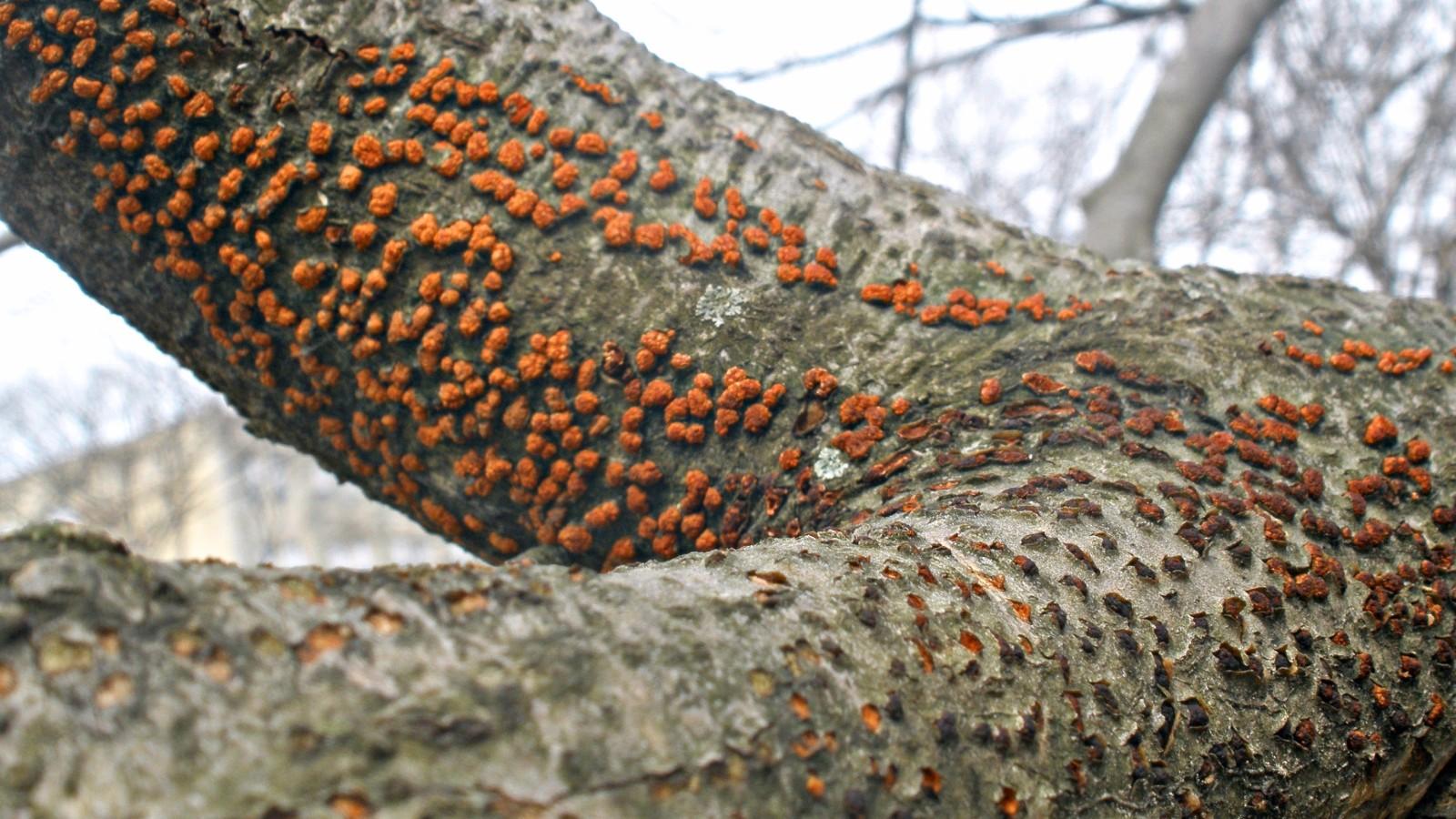Bark on beech tree branches with numerous reddish-orange short tufts of fungal growth.