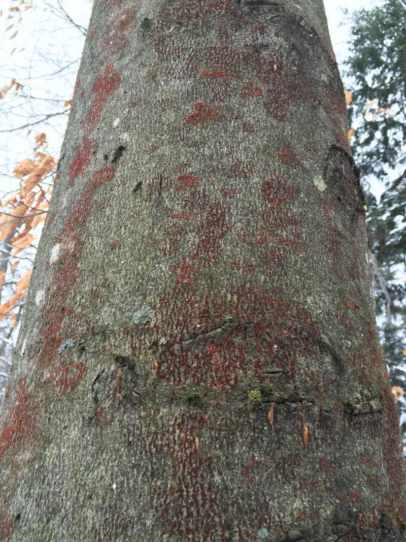 Beech tree trunk with numerous areas of reddish fungal growth.