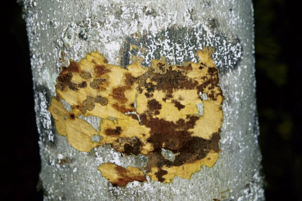 An irregularly-shaped patch of bark removed from a beech tree showing blotches of dark brown-stained wood within lighter yellowish tissue.