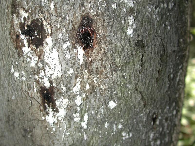 Groups of white scale insects on the gray bark of a beech tree. Near the scale clusters are several dark, wet-looking spots on the bark.