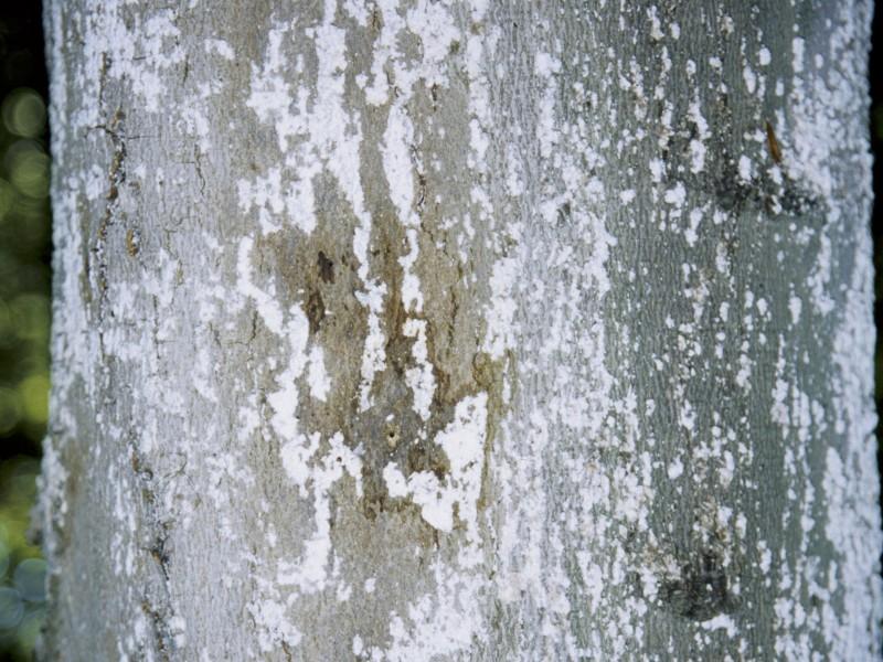 Scattered clusters of white insects on the light gray bark of a beech tree trunk. Some areas of bark are slightly dark-stained.