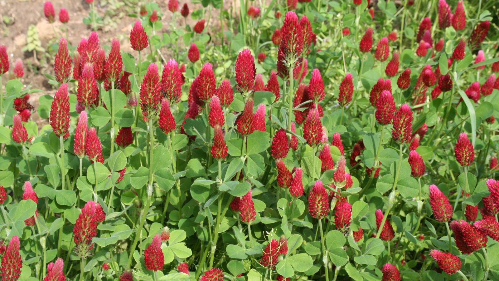 A mass planting of crimson clover in bloom, with velvety-red flower clusters atop green foliage.