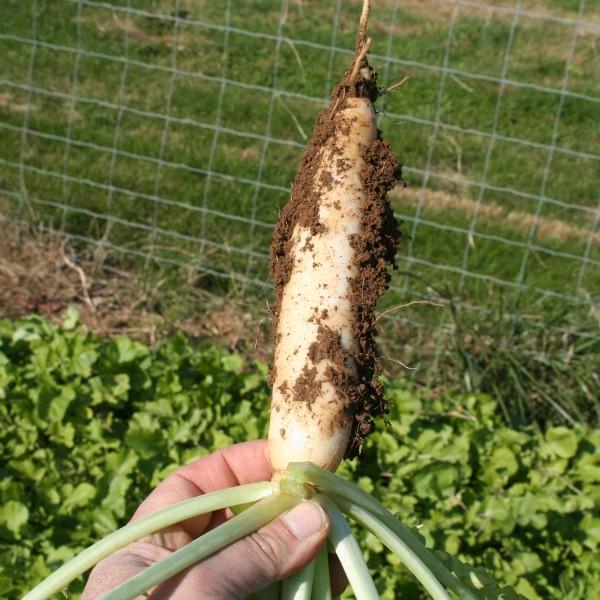 A person holds an uprooted daikon radish that has a thick root roughly six inches long.