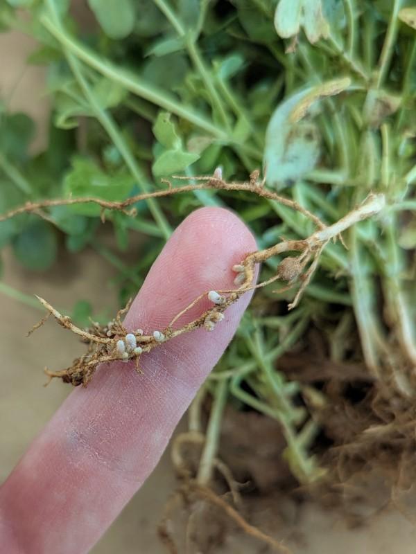 A finger props up one root of a pulled-up legume plant. The root has several small, pale-colored nodules attached to it.