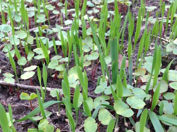 Seedling barley (grass) and buckwheat (broadleaf) plants growing in a cover crop mix sown on an empty vegetable bed.