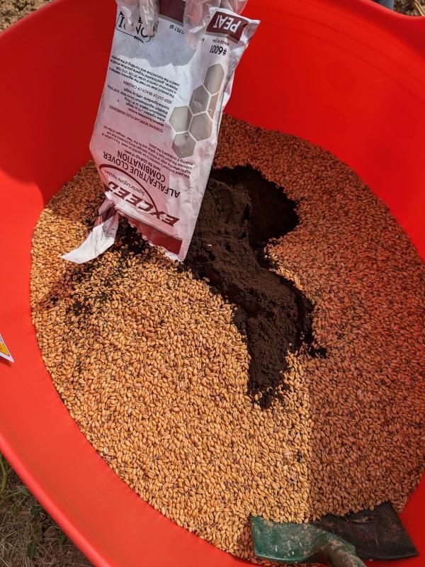 A dark brown powder is emptied from a bag onto a pile of cover crop seeds in a bucket.