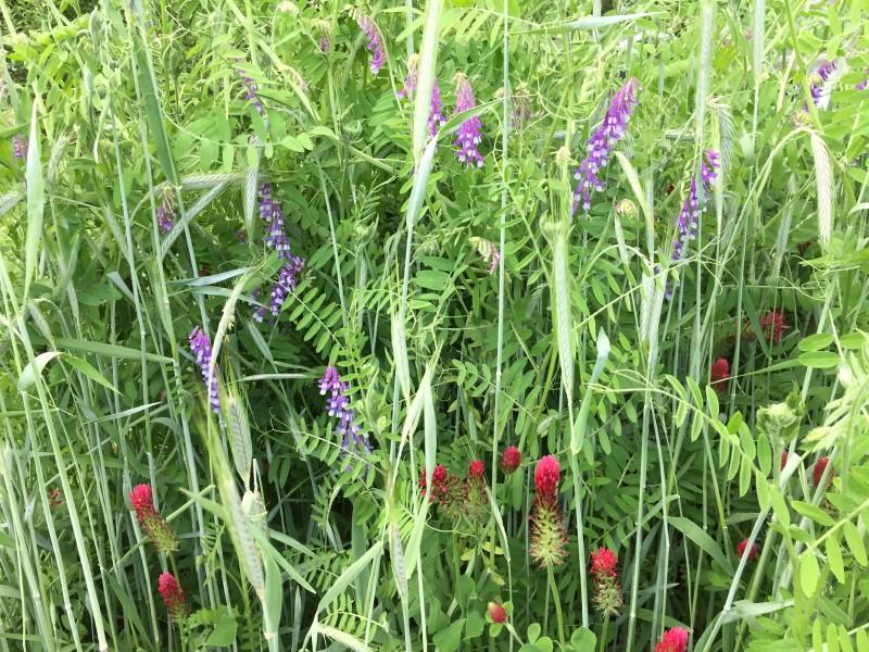A dense mixture of three plant types: a tall blue-green grass, a climbing plant with small leaflets and purple flowers, and a shorter red-flowered clover.