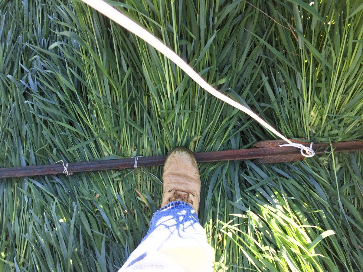 A booted foot steps on a metal bar that has a rope handle tied to each end. The bar is held parallel to the ground and pushed onto tall grass to flatten it.