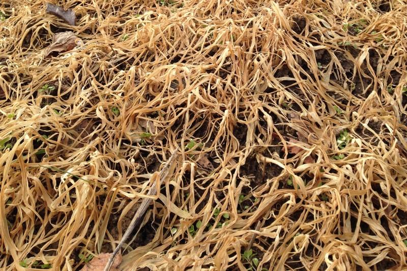 Collapsed, withered, brown foliage on a cover crop planting of oats.