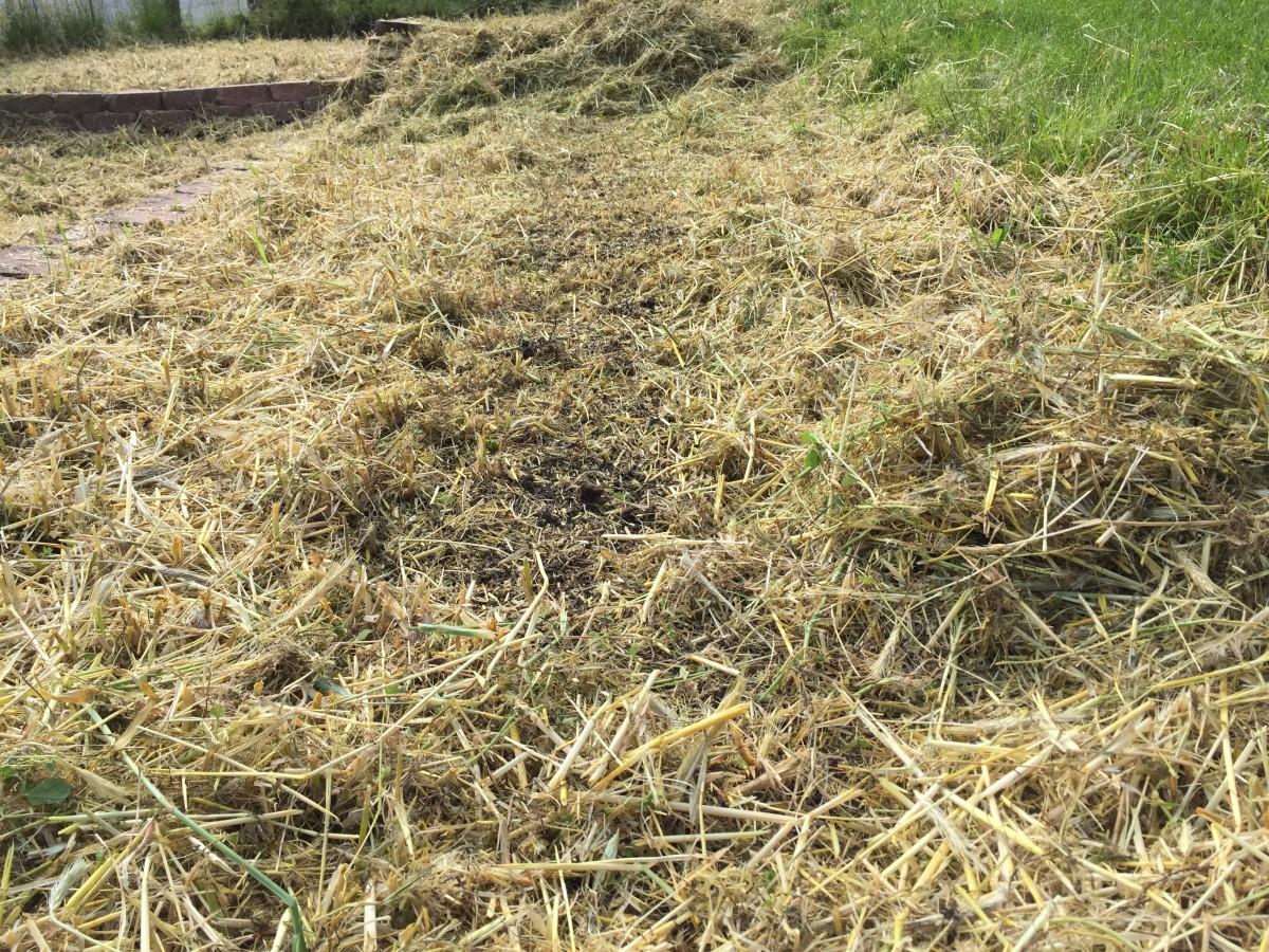 Dead, brown grass fragments covering a planting bed. Most of the debris has been raked aside to create a central row for planting.