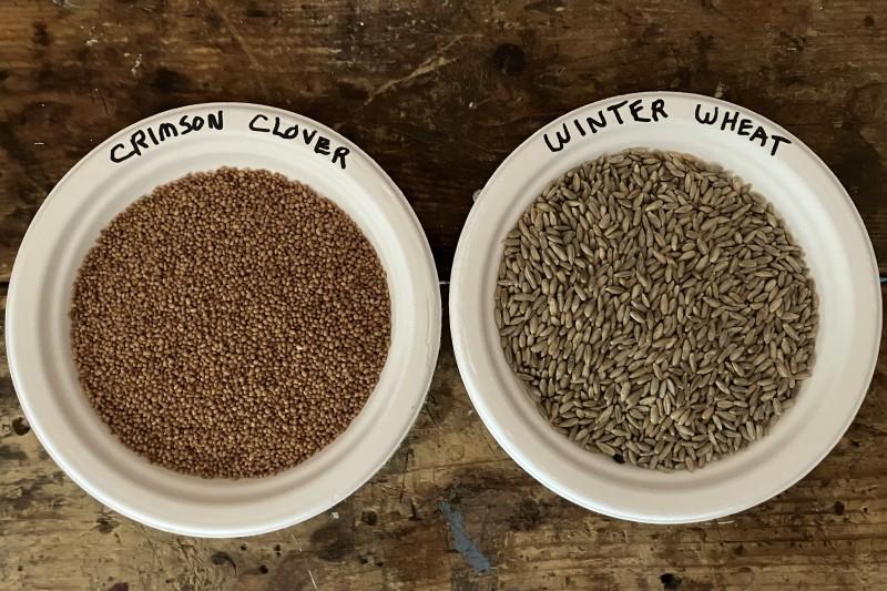 Side-by-side paper bowls holding crimson clover and winter wheat seeds.