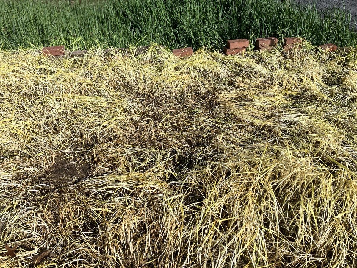 Pale straw-colored, collapsed grass stems in a patch next to a few scattered bricks. Healthy green grass grows outside of the dead zone.