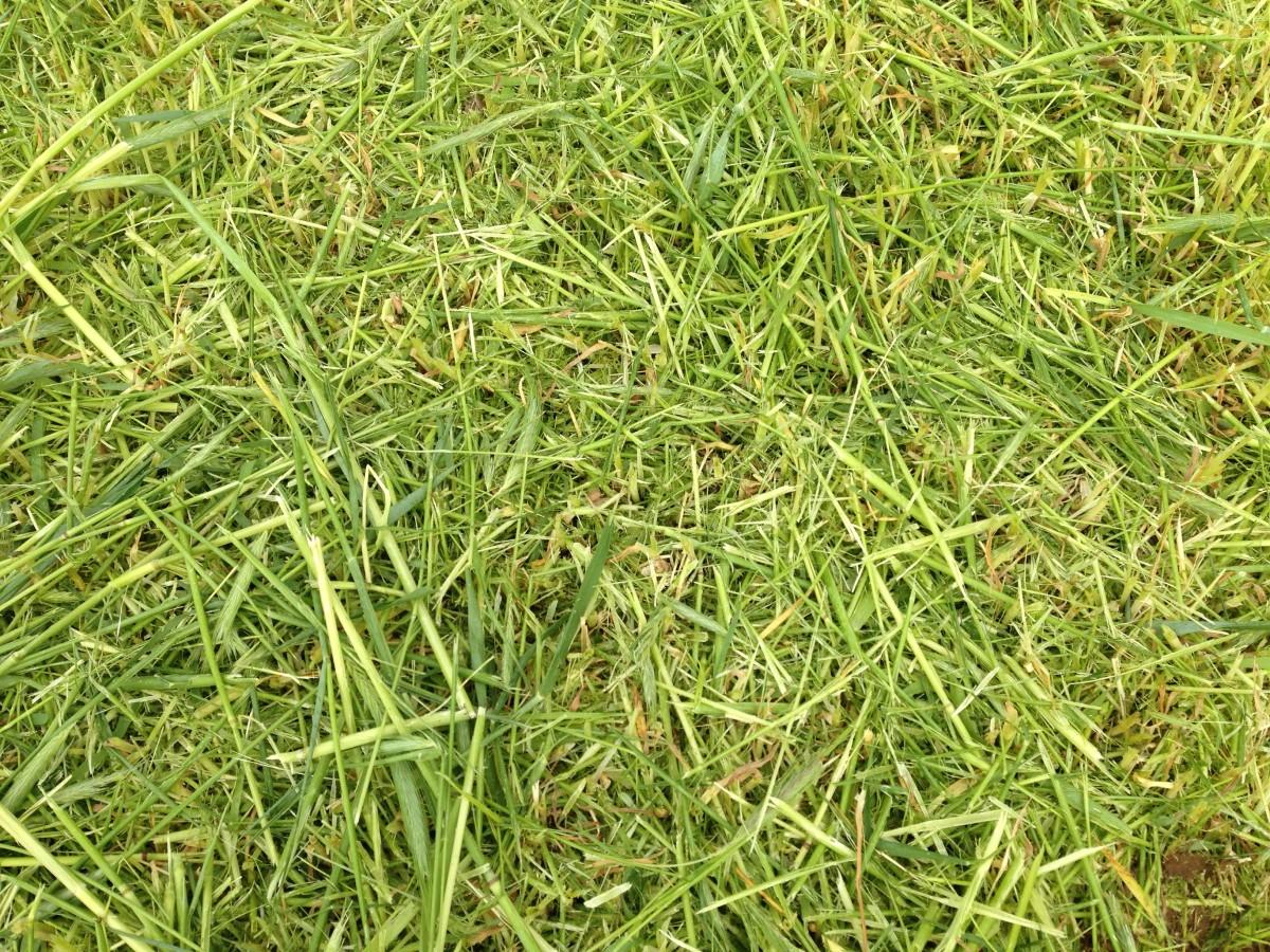 Fresh-cut cover crop grass lying on the ground in a variety of fragment sizes.