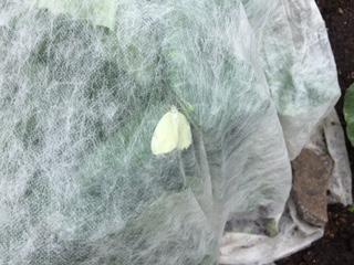 A white butterfly resting on the inside surface of row cover laid over crucifer vegetables.