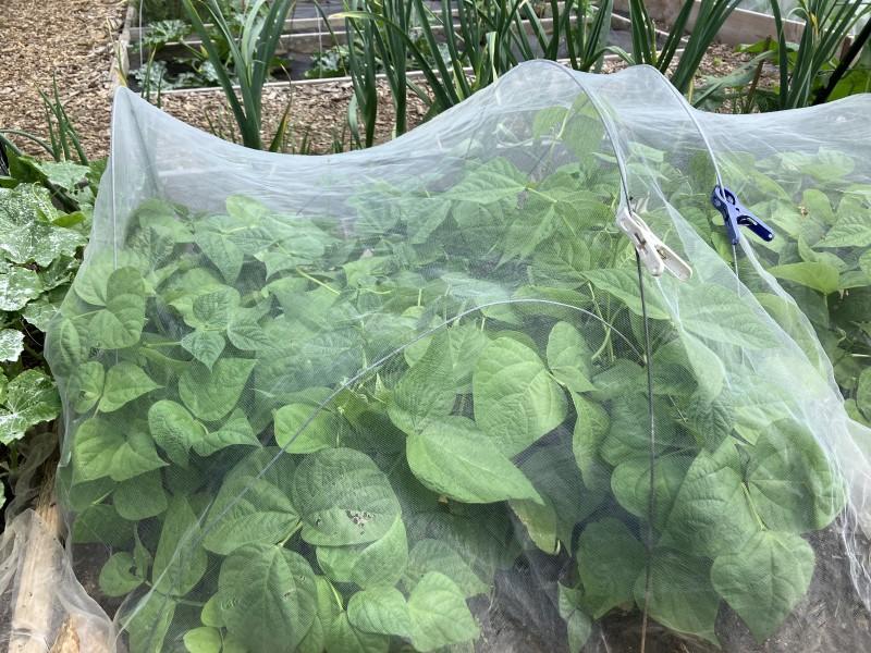 See-through netting supported by wire arches over a bed of bush beans.