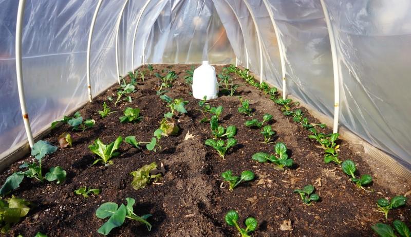 A view inside of a translucent plastic-covered tunnel over a planting of young leafy greens. A one-gallon milk jug sits on the ground between plant rows