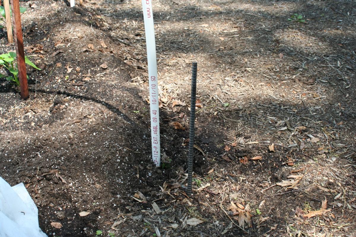 A buried vertical piece of rebar rising about 1 foot out of the soil, with a slender PVC pipe held next to it.