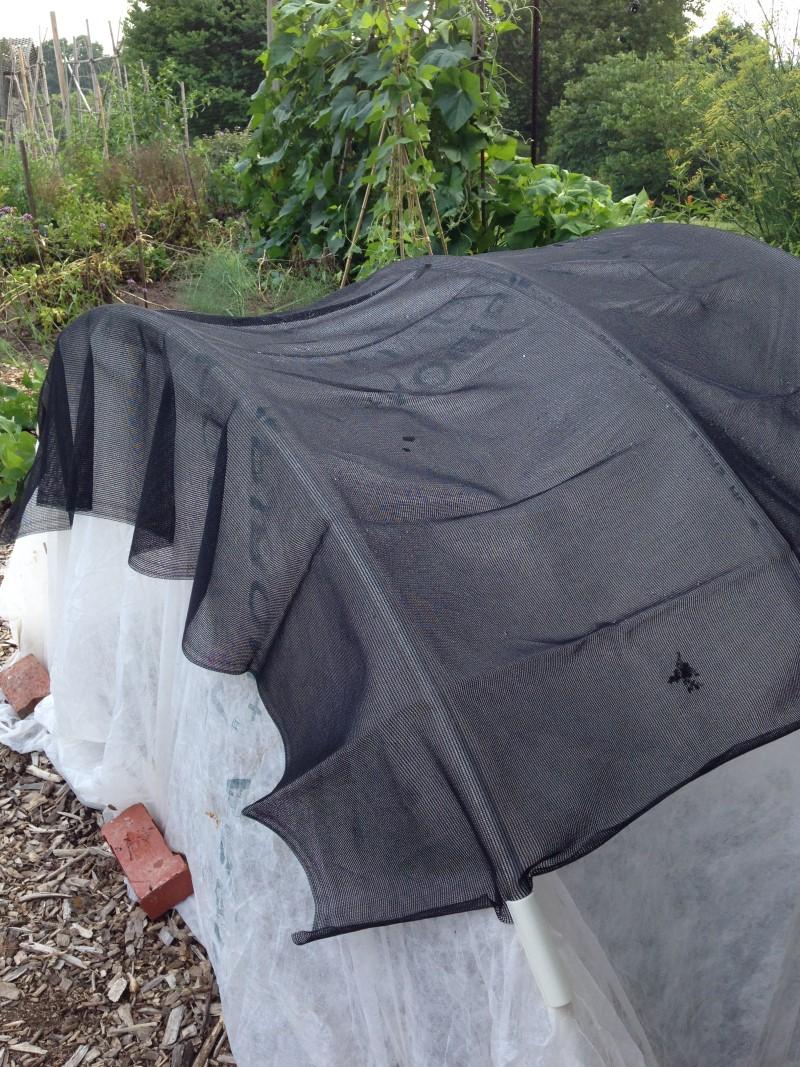 Black mesh laid atop gauzy white fabric supported over vegetable plants by arched pipe sections.