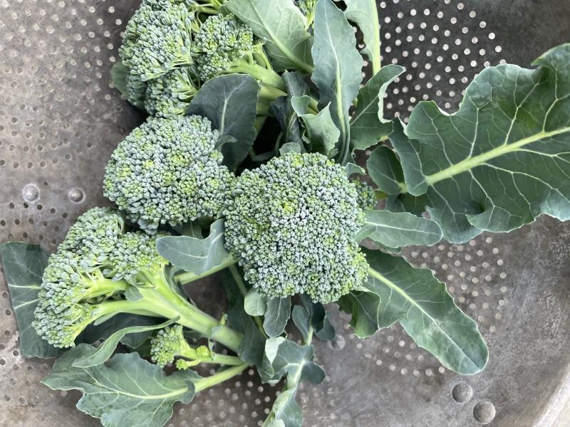 A harvest of four good-quality broccoli heads collected in a colander.