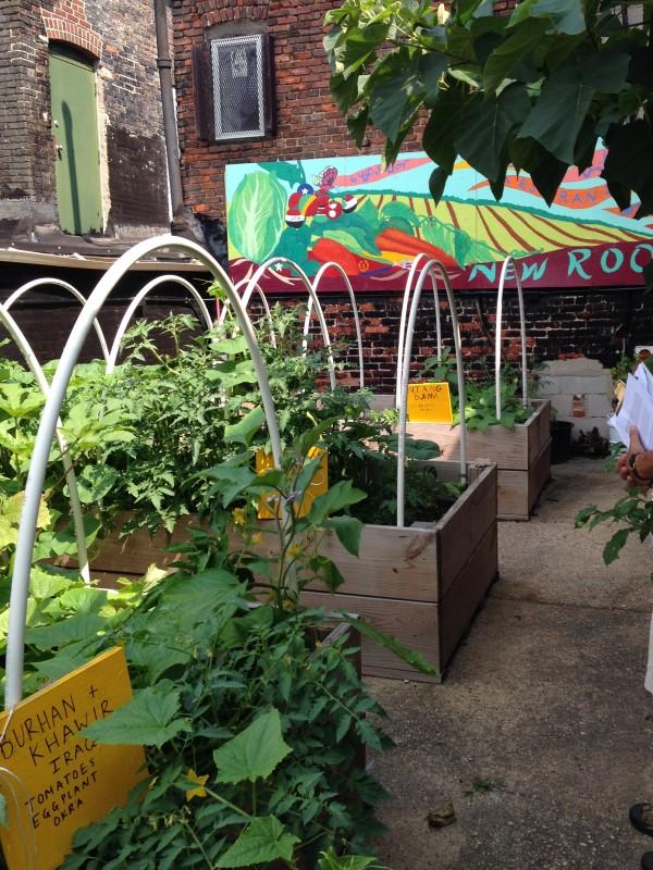 Three wooden raised beds, each with several arched sections of PVC pipe straddling the bed and attached to the side boards.