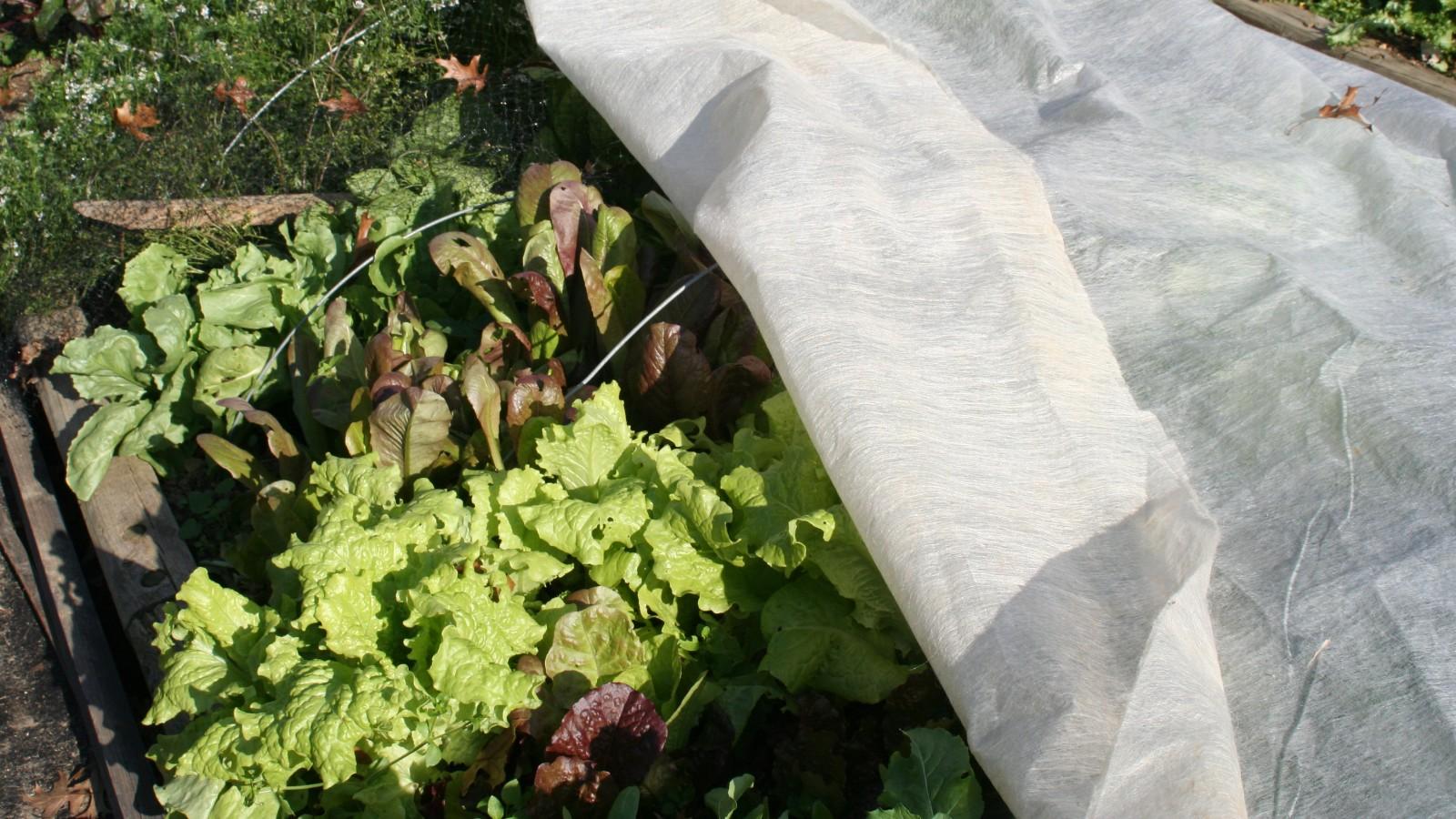 Translucent white fabric partially draped over dense rows of lettuce and other leafy vegetables, supported on thin wire arches spanning the planting bed.