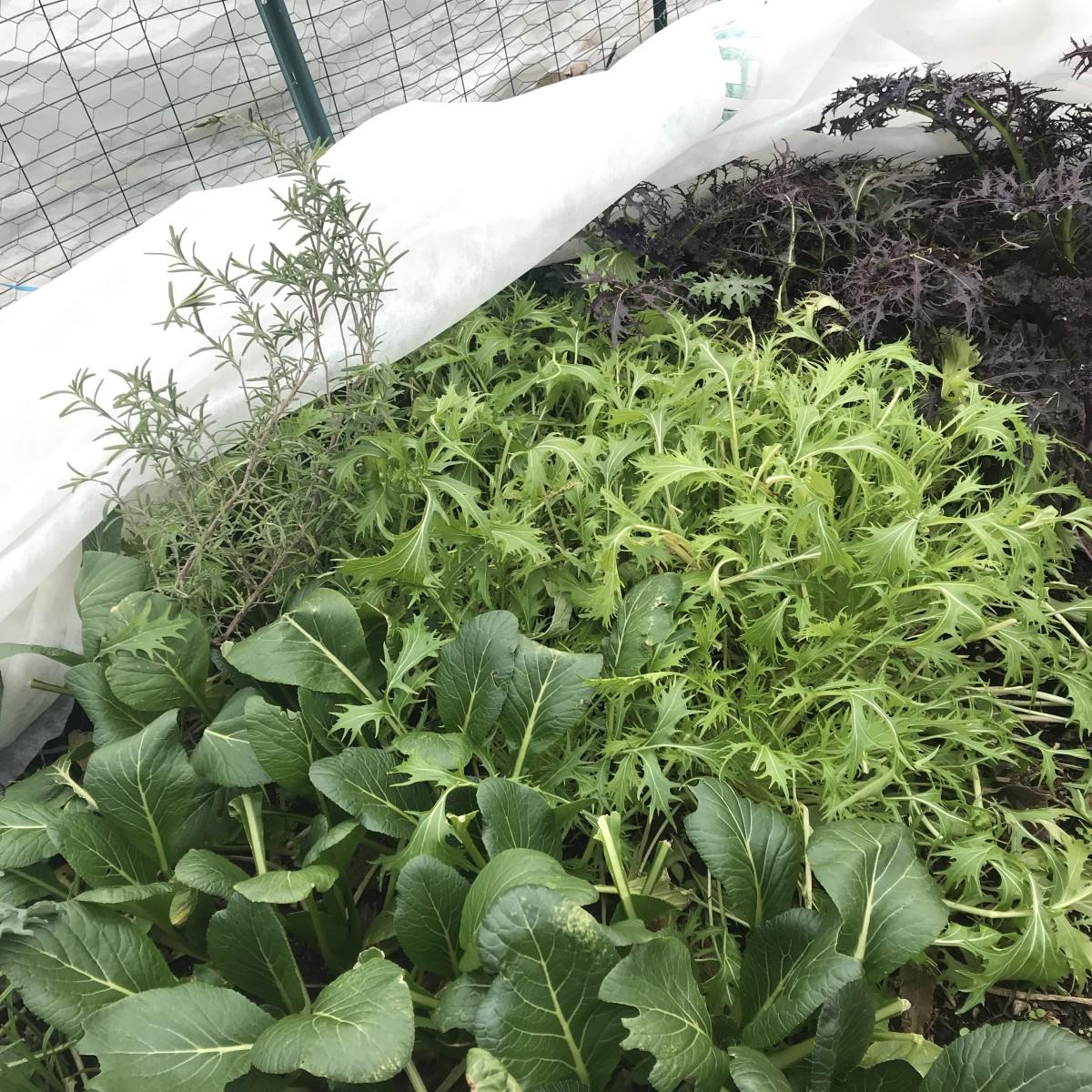Gauzy white fabric rolled up to one side of a planting of mixed leafy greens.