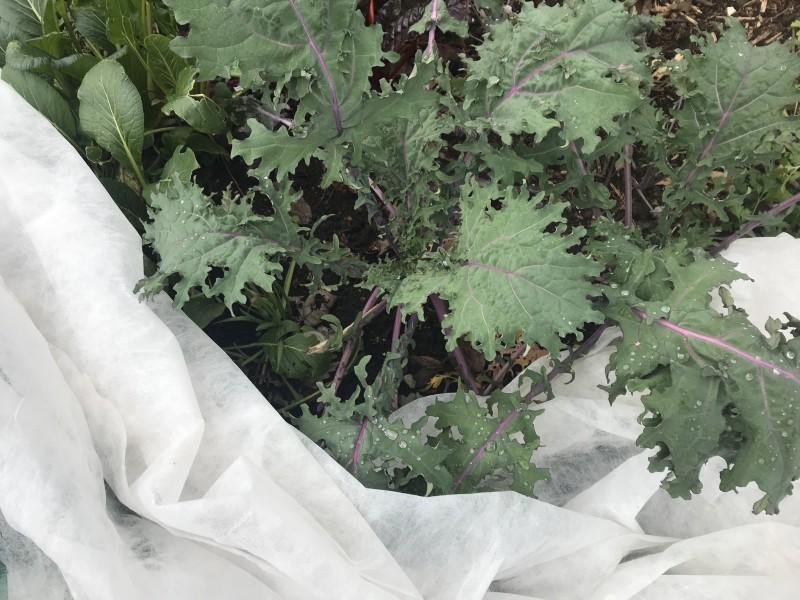 Gauzy white fabric bunched to the side of a kale plant. The plant has no insect or weather damage to its leaves.